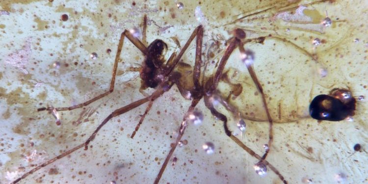 Melihat Serangga Berusia 112 Juta Tahun dalam Amber di Amazon