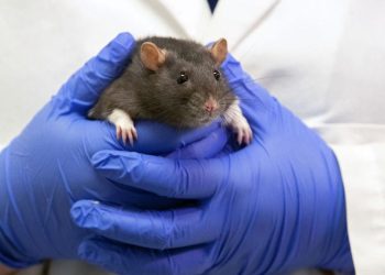 Tikus Masuk Celana dan Gigit Kaki Penumpang di Bandara