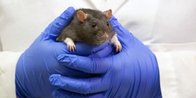 Tikus Masuk Celana dan Gigit Kaki Penumpang di Bandara