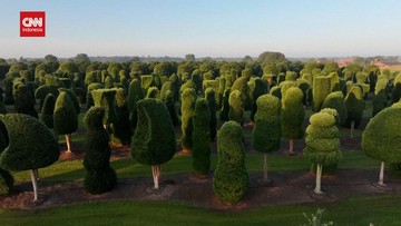 Ratusan Pohon Unik di Belgia Menjelang Musim Dingin