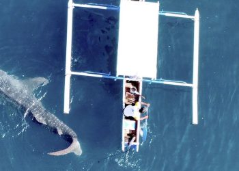 Konservasi Hiu Paus di Indonesia Soroti Ketimpangan Tata Kelola dan Mitigasi