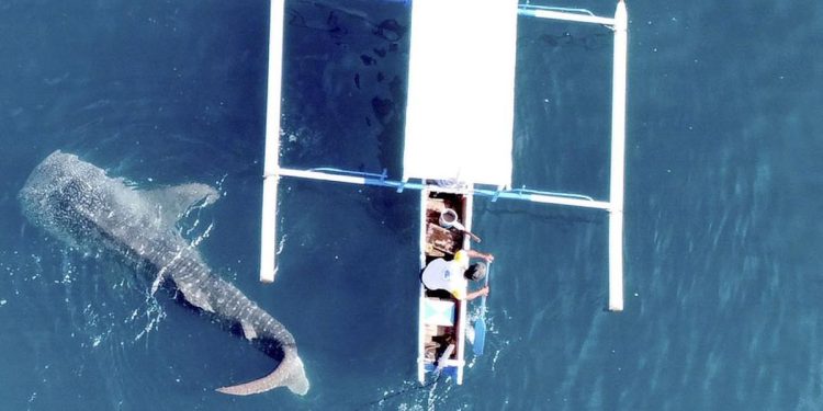 Konservasi Hiu Paus di Indonesia Soroti Ketimpangan Tata Kelola dan Mitigasi