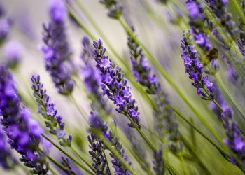 5 Tanaman Efektif Mengusir Cicak yang Mudah Dirawat di Rumah