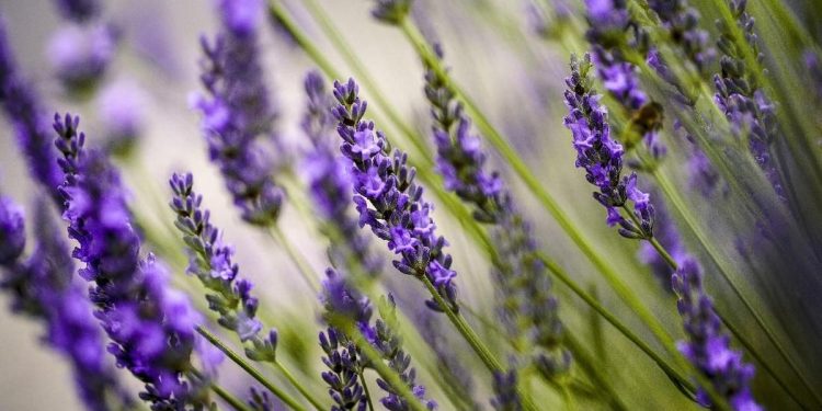 5 Tanaman Efektif Mengusir Cicak yang Mudah Dirawat di Rumah