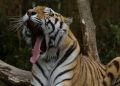 Lowongan Kerja Mengurus Harimau di Safari China dengan Gaji Rp110 Juta