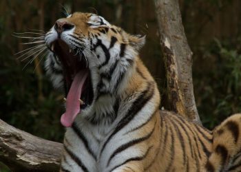 Lowongan Kerja Mengurus Harimau di Safari China dengan Gaji Rp110 Juta