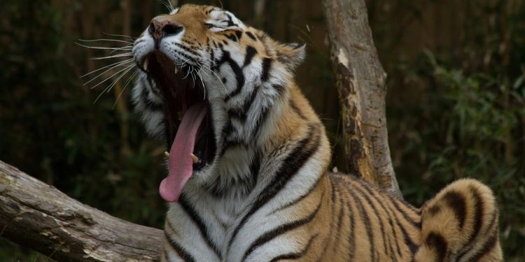 Lowongan Kerja Mengurus Harimau di Safari China dengan Gaji Rp110 Juta
