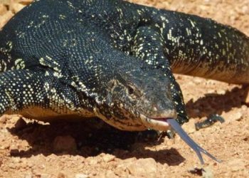 Ekspor 400.000 Biawak dari Indonesia untuk Produk Ternyata Laku Keras