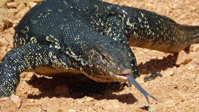Ekspor 400.000 Biawak dari Indonesia untuk Produk Ternyata Laku Keras