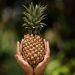 5 Manfaat Konsumsi Nanas Setiap Hari Secara Bijak