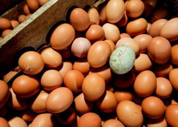 Harga Telur di Solo Capai Rp30 Ribu, Pedagang Sebut Penyebabnya MBG