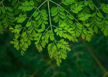 7 Cara Nikmat Mengolah Daun Kelor Selain Dijadikan Teh