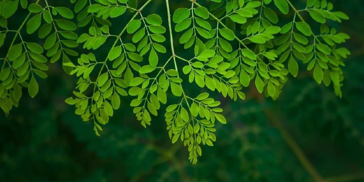 7 Cara Nikmat Mengolah Daun Kelor Selain Dijadikan Teh