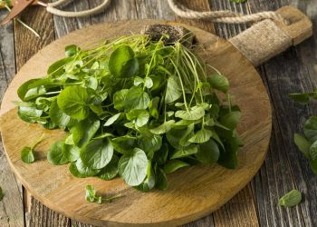 Selada Air, Sayuran Mudah yang Ternyata Dapat Mencegah Kanker Payudara