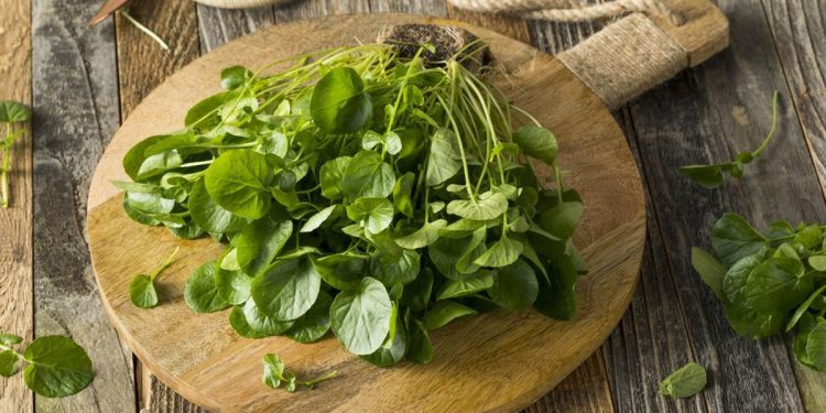 Selada Air, Sayuran Mudah yang Ternyata Dapat Mencegah Kanker Payudara