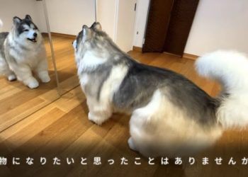 Pria Jepang Mengubah Hidupnya Menjadi Anjing dan Mendirikan Kebun Binatang Khusus