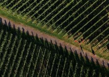 Krisis Iklim Menghantam Petani Anggur di Jepang