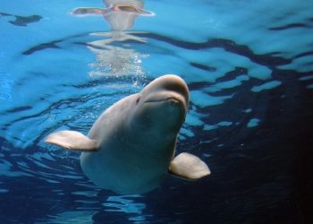 Tersandera Masalah Dana, 30 Paus Beluga Terancam Dibunuh