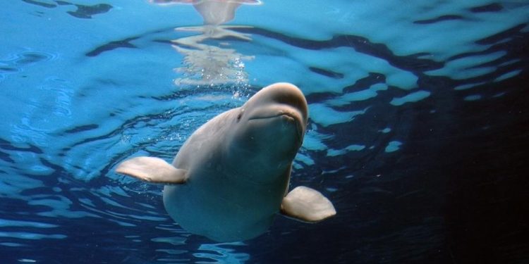 Tersandera Masalah Dana, 30 Paus Beluga Terancam Dibunuh