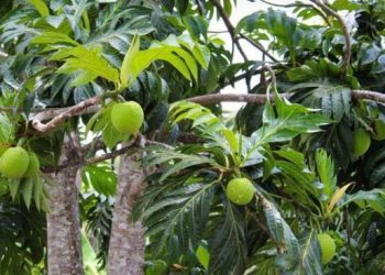 Buah Sakti Antipetaka Favorit Eropa Viral Dimakan Mentah Sesuai Tradisi Leluhur