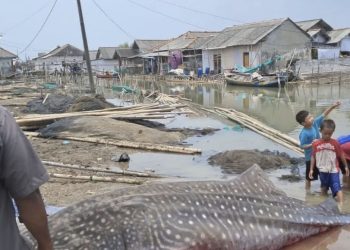 Hiu Paus 5 Meter Ditemukan Mati Terdampar di Pesisir Bekasi