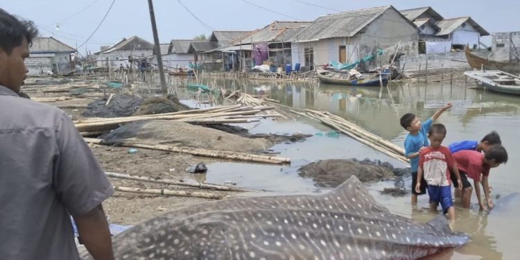 Hiu Paus 5 Meter Ditemukan Mati Terdampar di Pesisir Bekasi