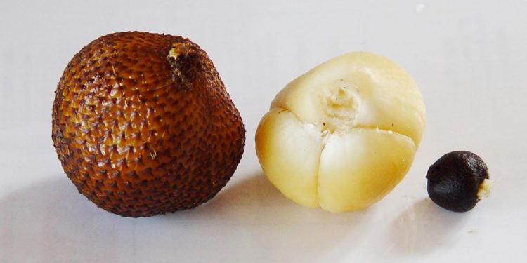 Musim Salak dengan 9 Manfaat Kesehatan yang Mengejutkan