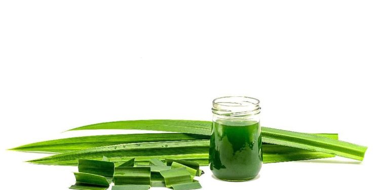 7 Manfaat Menakjubkan Daun Pandan bagi Kesehatan Anda