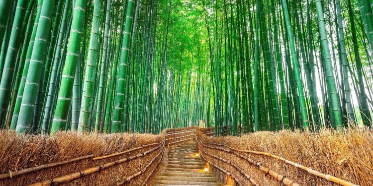 Turis Malaysia Dikecam Warganet Jepang Karena Merusak Hutan Bambu di Kyoto