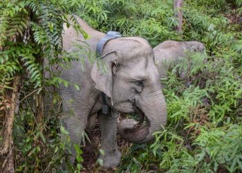 Pengawasan GPS Gajah Betina di Tesso Tenggara untuk Keamanan