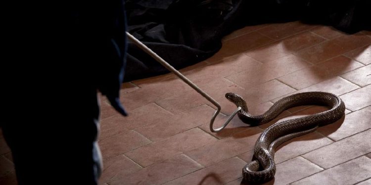 7 Tanda Ada Sarang Ular Kobra di Rumah yang Perlu Diwaspadai