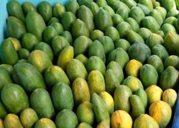 10 Makanan yang Tidak Boleh Dicampur Pepaya Termasuk Susu