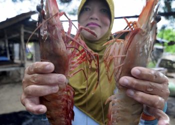Kepala Udang Dimakan? Manfaat dan Risiko yang Perlu Diketahui