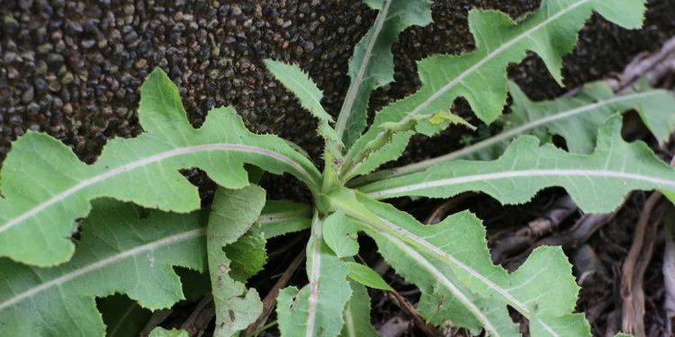 7 Manfaat Daun Tempuyung bagi Kesehatan Ginjal dan Asam Urat