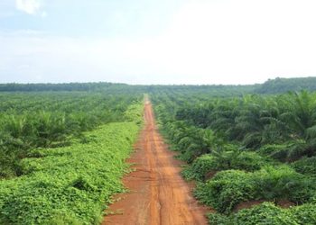 Pohon Yang Dulu Diabaikan Kini Sedang Menjadi Sorotan Warga RI