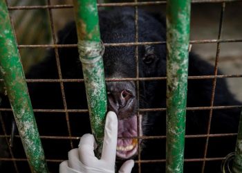 Beruang Serang Pawang saat Pertunjukan Satwa di Taman Safari China
