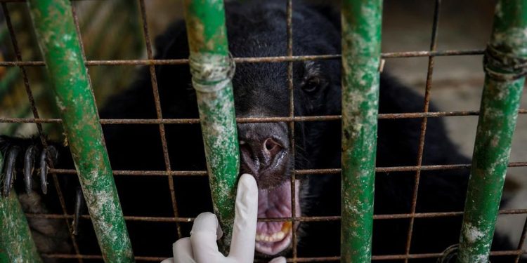 Beruang Serang Pawang saat Pertunjukan Satwa di Taman Safari China