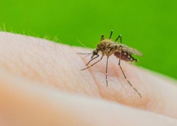 Nyamuk Berbahaya Menyerang Jakarta Ribuan Korban Jiwa