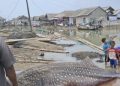 Hiu Tutul Terjebak di Pantai Purworejo, Panjang 4 Meter dan Berat 1 Ton