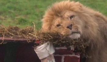 Kado Natal Awal untuk Penghuni Kebun Binatang di Inggris