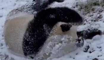 Panda Lucu Berguling di Salju Rasakan Keindahan Musim Dingin
