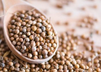 Air Rebusan Ketumbar untuk Penyembuhan dan Manfaatnya