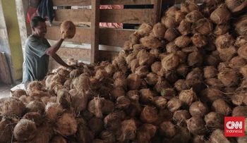 Wamentan Nyatakan Belum Ada Rencana Moratorium Ekspor Kelapa Menjelang Ramadan