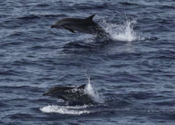 Habitat Paus dan Lumba-lumba di Sumatra di Luar Kawasan Perlindungan