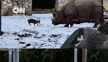 Kecil-kecil Cabe Rawit, Rusa Cilik Tantang Badak Bercula Satu