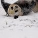 Kekonyolan Panda Saat Bermain Salju di China