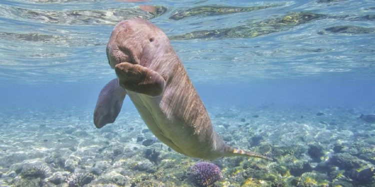 Puluhan Dugong dan Paus Orca Ditemukan di Perairan Maluku secara Langka